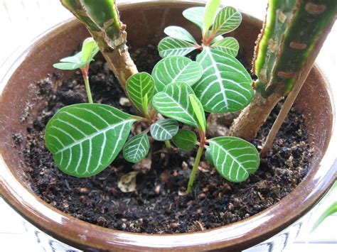 madagascar jewel plant stages.